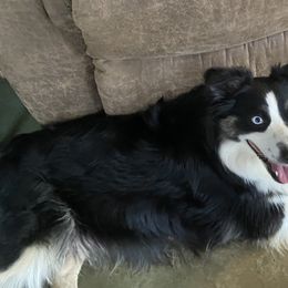 Chloe - Miniature Australian Shepherd