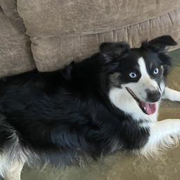 Chloe - Miniature Australian Shepherd