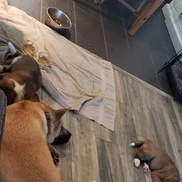 Akita Puppies from Mizuki Akita LLC.