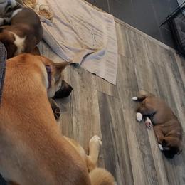 Akita Puppies from Mizuki Akita LLC.