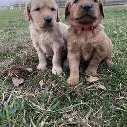 Dachshund and Golden Retriever Puppies from HS Goldens
