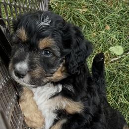 Golden Aussiedoodle and Goldendoodle Puppies from Wild Rose Tiny Poodles & Doodles