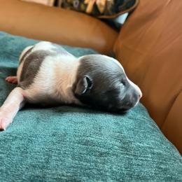 Guster - White and blue male Whippet puppy in Clinton, Tennessee from Ivanhoe Borzoi