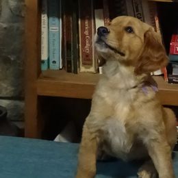 Golden Retriever Puppies from Fetching Goldens, LLC