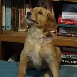 Golden Retriever Puppies from Fetching Goldens, LLC