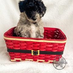 Bordoodle and Labradoodle Puppies from Howdy Doodles