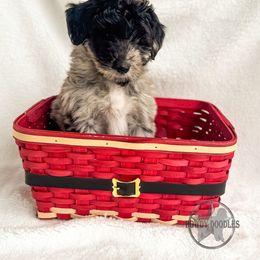 Bordoodle and Labradoodle Puppies from Howdy Doodles