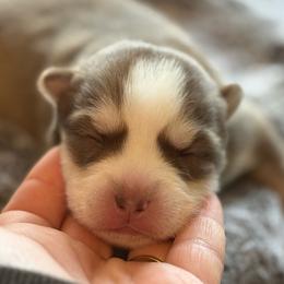 Miata - Chocolate female Pomsky puppy in Greenfield, Minnesota from SRF Pomskies