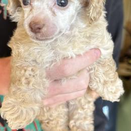 Butter - Cream female Poodle puppy in Travelers Rest, South Carolina from Cotton Top