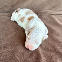 Greta - Sable and white female American Corgi puppy in Stillwater, Oklahoma from Steele Family Farms