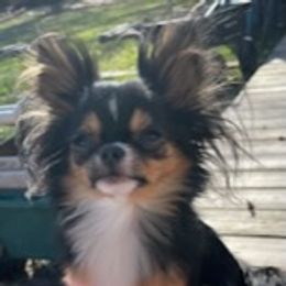 Poopandeat - Chihuahua