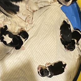 Cavachons and Cavalier King Charles Spaniels from Terrie’s Cavalier’s