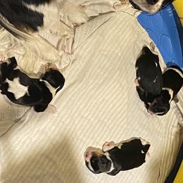 Cavachons and Cavalier King Charles Spaniels from Terrie’s Cavalier’s