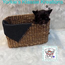 Klansey - Liver female Yorkshire Terrier puppy in Dierks, Arkansas from Yorkie’s Klassie Kreations