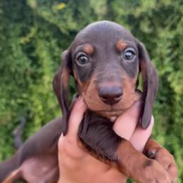 Dachshund Puppies from KCK9 Dachshunds