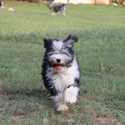 Lowchen Puppies from Willowcreek Kennels