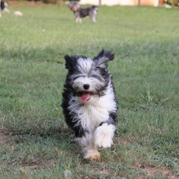 Lowchen Puppies from Willowcreek Kennels