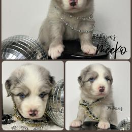 (2) Wattle - Blue merle male Miniature Australian Shepherd puppy in Huntington, Texas from JKKJ Farms
