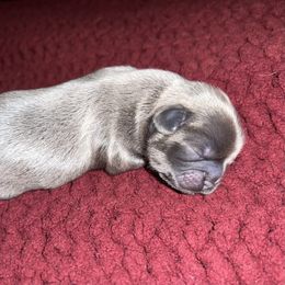 Shih Tzu Puppies from Lavender Lane Tzus