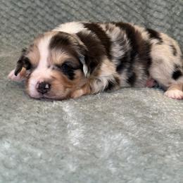 Miniature Australian Shepherd Puppies from Duncan’s Miniature Australian Shepherds