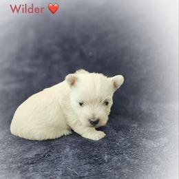 Wilder- Red Collar - White male West Highland White Terrier puppy in Toronto, Ohio from Shekinah’s Mi-Kis & Cricket Hill’s Westies