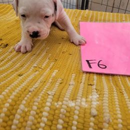Girl 6 - American Bulldog puppy in Yellville, Arkansas from Offerman Family Bulldogs