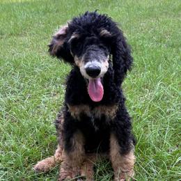 Sport Phantom Boy 3 - Phantom male Poodle puppy in Jesup, Georgia from Altamaha Mud Poodles LLC.