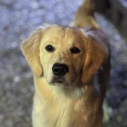Cadi - Golden Retriever