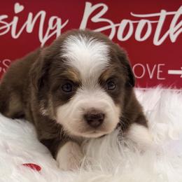 Godiva - Red tri female Toy Australian Shepherd puppy in Blacksburg, South Carolina from Blue’s Family Aussies