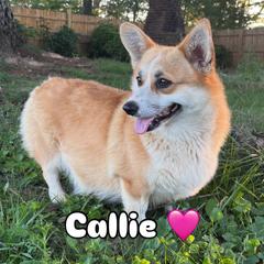 Callie - Pembroke Welsh Corgi