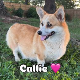 Callie - Pembroke Welsh Corgi
