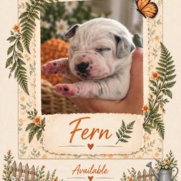Fern - White and black female Dalmatian puppy in Lehigh Acres, Florida from PupsMansion