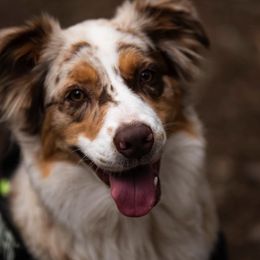 Australian Shepherd All Grown Up from RocksStars’ Aussies
