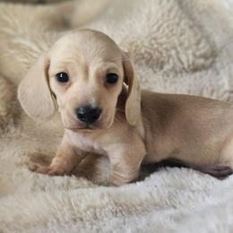 Boy 2 - Cream male Dachshund puppy in Pasco, Washington from Loyal Lil Dachshunds