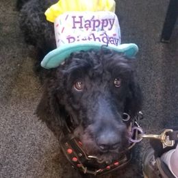 Snickers - Poodle