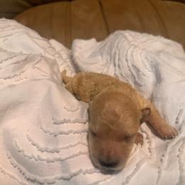Toby - Cream male Goldendoodle puppy in Graham, North Carolina from Geise Meadow Doodles