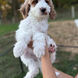Doc - Red  male Goldendoodle puppy in Warsaw, Ohio from Lovabledoodles