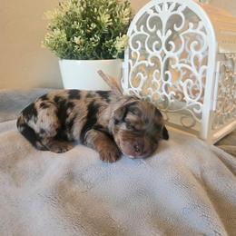 Remington - Merle female Bernedoodle puppy in Eagle Mountain, Utah from Fur Real Puppies.