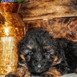 Orange collar - Black and red female German Shepherd puppy in Howell, Michigan from Sheyenne Buentello's German Shepherds