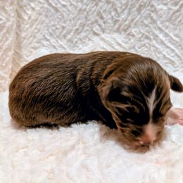 Oolong - Red tri-color female Australian Shepherd puppy in California from Skiba Aussies