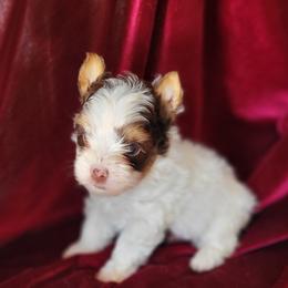 Charlie - Chocolate, tan and white male Yorkshire Terrier puppy in Buda, Texas from BIOLA'S YORKIES