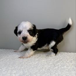 Olaf - Black tri-color male Aussiedoodle puppy in Adams, Nebraska from Boxcar Doodles and Poodles