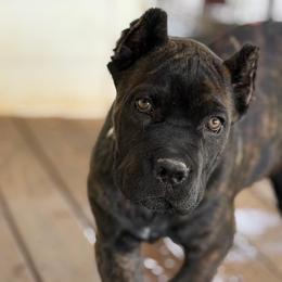 Hemi - Chestnut brindle male Cane Corso puppy in Sandia, Texas from OneTime Cane Corso