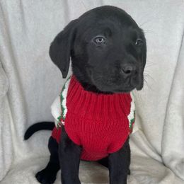 Nova - Black female Labrador Retriever puppy in Grants Pass, Oregon from KnR Antler Dogs