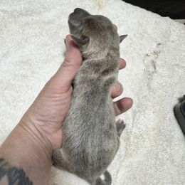 Small Boy - Blue male Mountain Cur puppy in Georgetown, Ohio from Walnut Ridge Mountain Curs