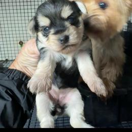 Angel( click pic) - Black and tan female Yorkshire Terrier puppy in Kingston, Oklahoma from Lake Life
