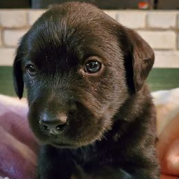Labrador Retrievers from DK Redwood Labradors