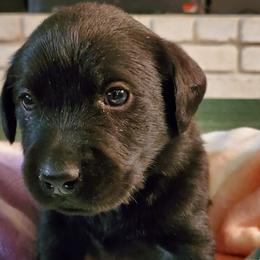 Labrador Retrievers from DK Redwood Labradors