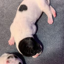 Great Dane Puppies from Charlie Plaza's Great Danes