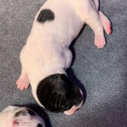 Great Dane Puppies from Charlie Plaza's Great Danes